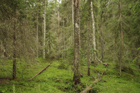 metsä