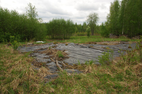 Jättiputken torjuntaa aumamuovilla.