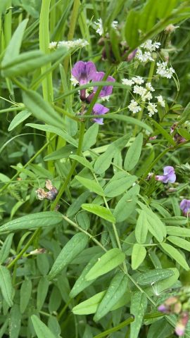 Aitovirna Vicia sepium