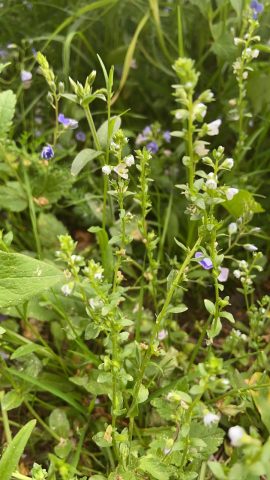 Orvontädyke Veronica serpyllifolia