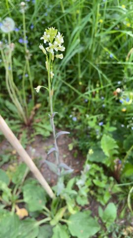 Pölkkyruoho Arabis glabra 