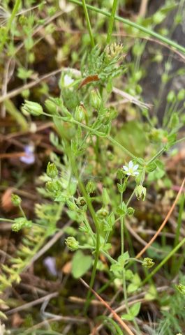 Ketomäkiarho Arenaria serpyllifolia ssp. srepyllifolia