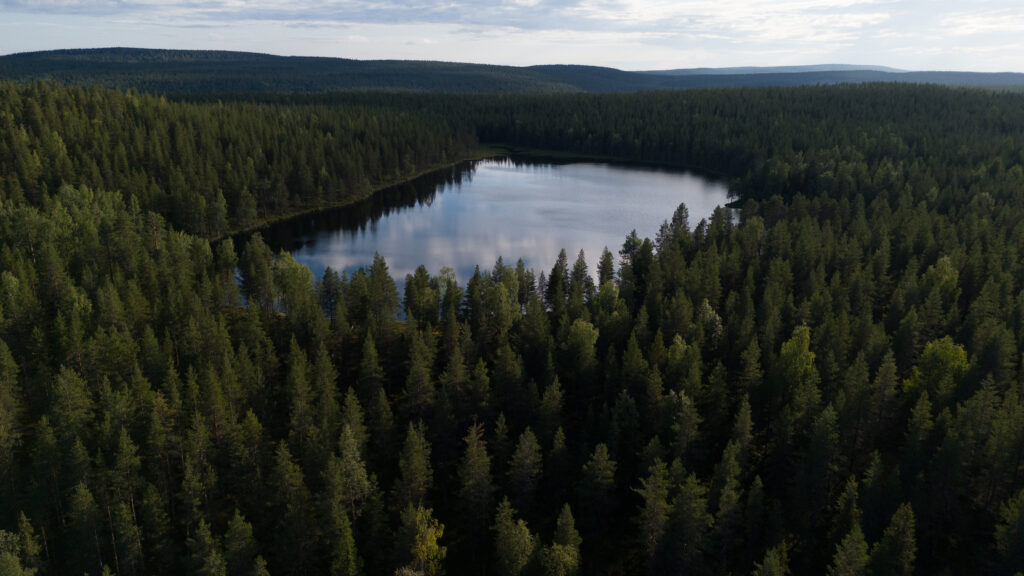 Kuvassa Piimäriipi Kolarissa