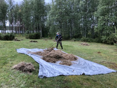 Niityn kaadetun heinän keruuta
