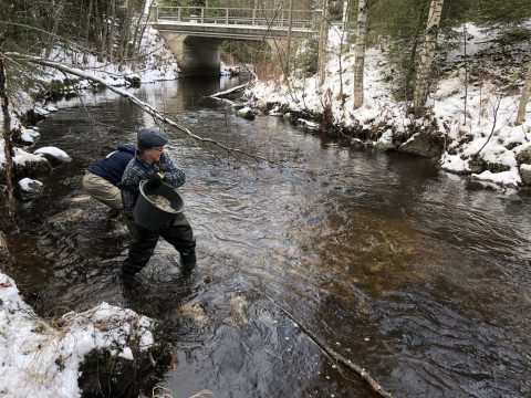 Seulakoski, Syvärinjoki