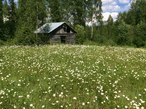 Kesäistä kukkaniittyloistoa