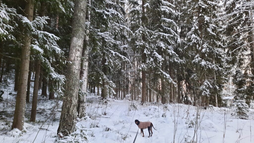 Koivumäentien varrelta Ilvespuistossa