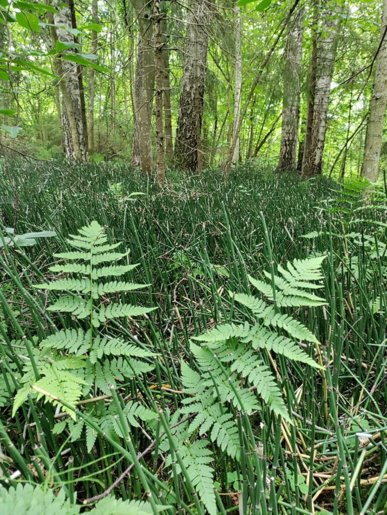 kangaskorte