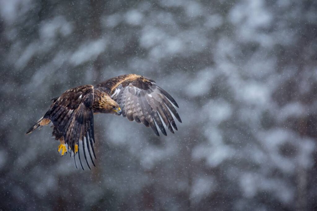 Maakotka lentää lumisateessa