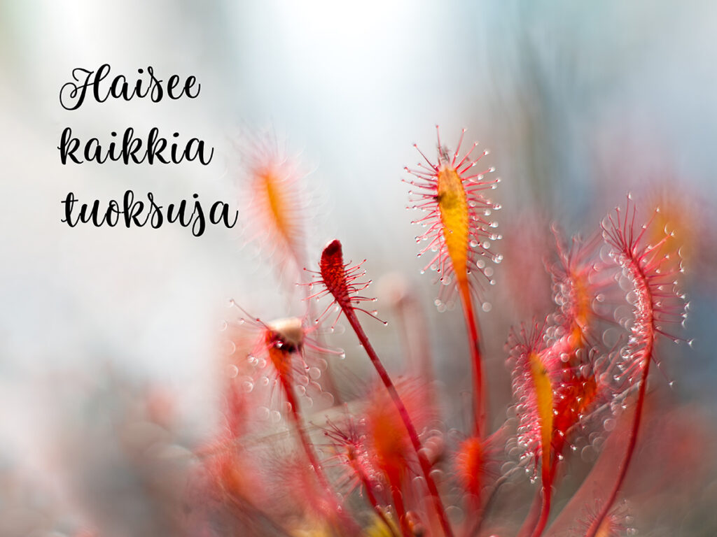 Kihokki. Kuva: Pirjo Jaukkuri.