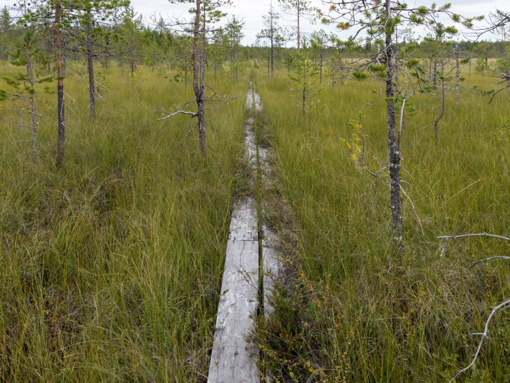 Kuvassa on pitkospuut, männynkäkkäröitä ja suokasvillisuutta.