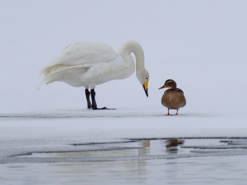 Kuvassa joutsen ja sinisorsa l&auml;hekk&auml;in katsekontaktissa j&auml;&auml;ll&auml;, etualalla j&auml;&auml;ll&auml; vesilammikoita.